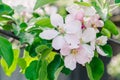 Blossoming garden in sunny spring day, flowers of apple tree. The awakening of nature Royalty Free Stock Photo