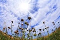 Blossoming garden thistles