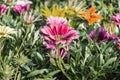 Blossoming gazania flowers Royalty Free Stock Photo