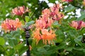 The blossoming Gekrot's (Lonicera heckrottii) the honeysuckle, grade of American Beauty Royalty Free Stock Photo