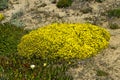 Genista cushions Royalty Free Stock Photo