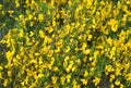 The blossoming genista Spanish (Spanish broom) (Spartium junceum L.), background