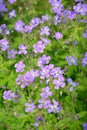 The blossoming geranium forest (Geranium sylvaticum L.) Royalty Free Stock Photo