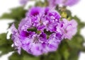 Blossoming geranium Pelargonium in a pot , small depth of sharpness