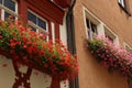 Blossoming geranium on the windows and balconies