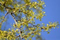 Blossoming a ginkgo two-bladed (Ginkgo biloba L.) against the sky