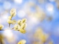 Blossoming goat willow branch on bright background