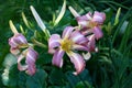 Graceful hemerocallis against the background of plants.