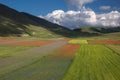 THE BLOSSOMING OF GRAND PLANE OF CASTELLUCCIO DI NORCIA