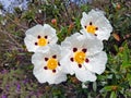 Blossoming gum rock rose - cistus ladanifer in the heath fields