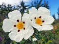 Blossoming gum rockrose - cistus ladanifer in the heath fields in Portugal Royalty Free Stock Photo