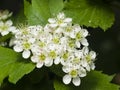 Blossoming hawthorn or maythorn, Crataegus, flowers and leaves close-up, selective focus, shallow DOF Royalty Free Stock Photo