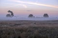 Blossoming heather in the fog early morning on the national park de Hoge Veluwe in the Netherlands Royalty Free Stock Photo