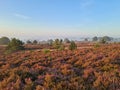 Blossoming heather on the Hoge Veluwe in the Netherlands Royalty Free Stock Photo