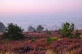 Blossoming heather at the national park de Hoge Veluwe in the Netherlands Royalty Free Stock Photo