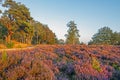 Blossoming heather at the national park de Hoge Veluwe in the Netherlands Royalty Free Stock Photo