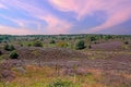 Blossoming heather in National Park De Hoge Veluwe in the Netherlands Royalty Free Stock Photo