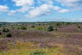 Blossoming heather in National Park De Hoge Veluwe in the Netherlands Royalty Free Stock Photo