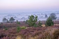 Blossoming heather in National Park De Hoge Veluwe in the Netherlands on a misty morning Royalty Free Stock Photo