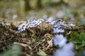 Blossoming hepatica flower in early spring in forest Royalty Free Stock Photo