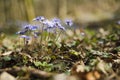 Blossoming hepatica flower in early spring in forest Royalty Free Stock Photo