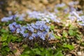 Blossoming hepatica flower in early spring in forest Royalty Free Stock Photo