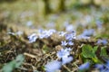 Blossoming hepatica flower in early spring in forest Royalty Free Stock Photo