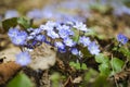 Blossoming hepatica flower in early spring in forest Royalty Free Stock Photo