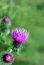 Blossoming herbal plant Milk thistle Sylybum marianum purple pink flowers green nature background Royalty Free Stock Photo