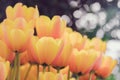 Blossoming Hitparade tulips, selective focus, spring postcard background concept.