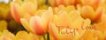 Blossoming Hitparade tulips, selective focus, spring postcard banner