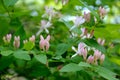 Blossoming honeysuckle. Delicate pink flowers and buds