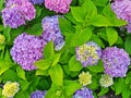 Blossoming hortensia flowers in summer in the Netherlands Royalty Free Stock Photo