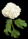 Blossoming inflorescence of  Viburnum opulus Roseum, bright white flower balls, isolated on black background Royalty Free Stock Photo