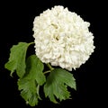 Blossoming inflorescence of  Viburnum opulus Roseum, bright white flower balls, isolated on black background Royalty Free Stock Photo