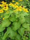 Blossoming Inula high Inula helenium L.