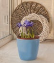 Blossoming  Iridodictyum in a blue pot Royalty Free Stock Photo