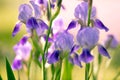 Blooming iris flowers in the garden Royalty Free Stock Photo