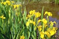 The blossoming iris, Gold grade Iris pseudacorus L. against the background of a reservoir