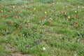 The blossoming irises and Shrenk`s tulips in the spring steppe. Kalmykia