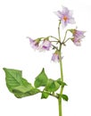 Blossoming isolated lilac potato plant