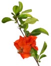 Blossoming isolated pomegranate branch