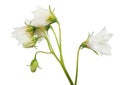 Blossoming isolated pure white flowers of potato plant Royalty Free Stock Photo