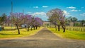 Blossoming jacaranda trees in Grafton, NSW, Australia Royalty Free Stock Photo