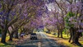Blossoming jacaranda trees in Grafton, NSW, Australia Royalty Free Stock Photo