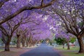 Blossoming jacaranda trees in Grafton, NSW, Australia Royalty Free Stock Photo