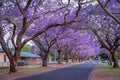 Blossoming jacaranda trees in Grafton, NSW, Australia Royalty Free Stock Photo