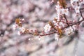 Abnormal natural phenomenon, snowfall at spring during tree blossoming season. Anomaly weather and climate change concept Royalty Free Stock Photo