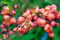 Blossoming japanese quince