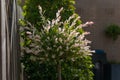 Blossoming japanese willow with fur-colored leaves